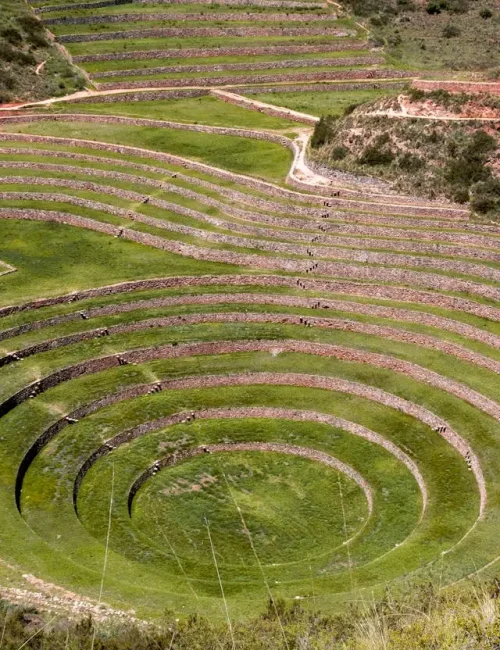 moray (2)